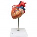 Модель серця з шунтами, 2-кратне збільшення, 4 частини