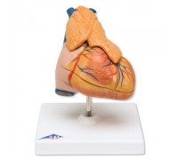 Класична модель серця з вилочкової залозою, 3 частини