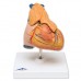 Класична модель серця з вилочкової залозою, 3 частини