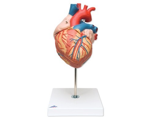 Модель серця, 2-кратне збільшення, 4 частини