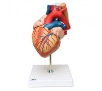 Модель сердца с пищеводом и трахеей, 2-кратное увеличение, 5 частей