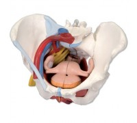 Модель жіночого таза зі зв'язками, судинами, нервами, м'язами тазового дна і органами