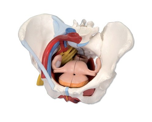 Модель жіночого таза зі зв'язками, судинами, нервами, м'язами тазового дна і органами
