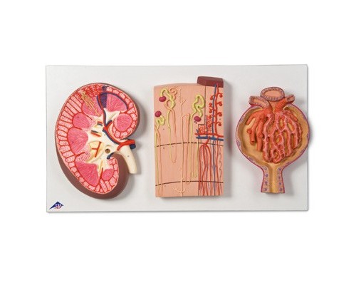 Модель перетину нирки, нефронів, кровоносних судин