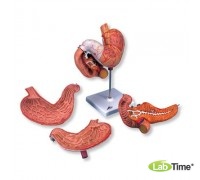 Модель желудка, 2 части