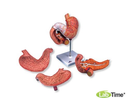 Модель желудка, 2 части