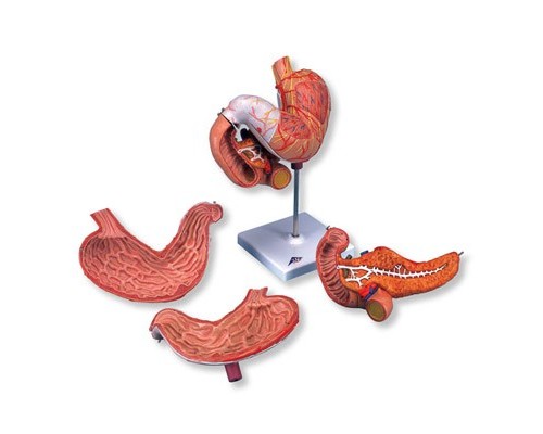 Модель шлунка, 2 частини