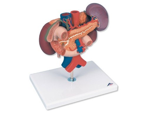 Модель нирки з органами задньої частини верхнього відділу черевної порожнини