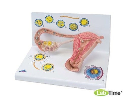 Модель стадий оплодотворения и развития эмбриона