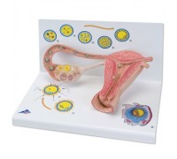 Модель стадій запліднення і розвитку ембріона