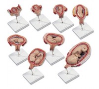 Набор из моделей «Стадии беременности» 3B Scientific®