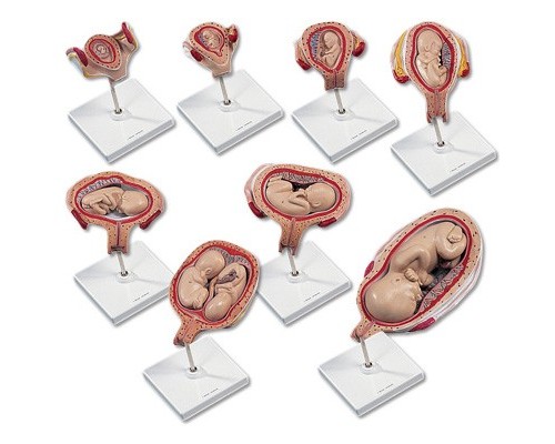 Набір з моделей «Стадії вагітності» 3B Scientific®