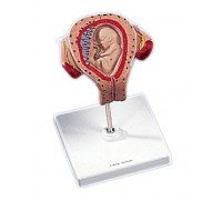 Модель эмбриона, возраст 3 месяца