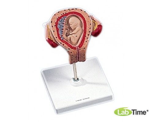 Модель эмбриона, возраст 3 месяца