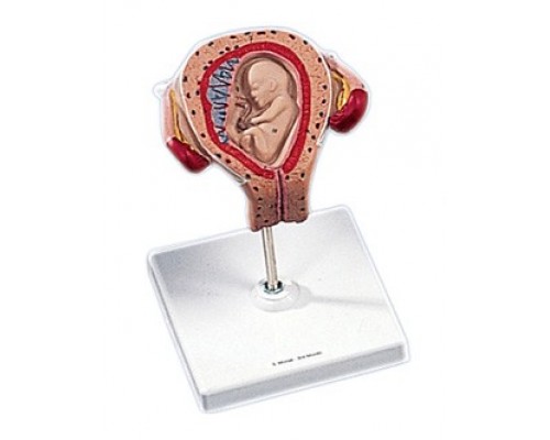 Модель ембріона, вік 3 місяці