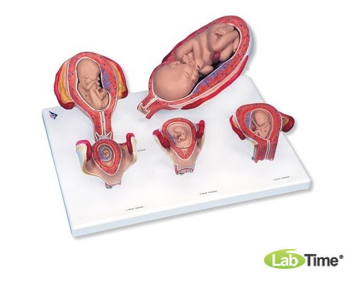 Набор из 5 моделей «Стадии беременности» 3B Scientific®