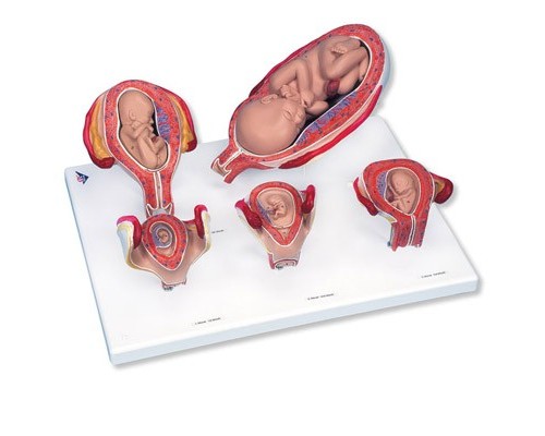 Набір з 5 моделей «Стадії вагітності» 3B Scientific®