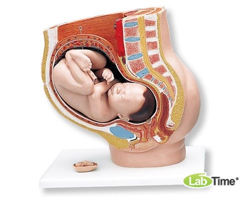 Модель беременности, 3 части