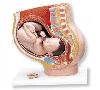 Модель вагітності, 3 частини
