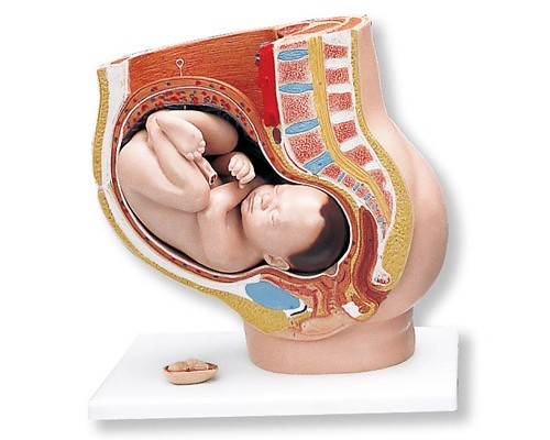 Модель вагітності, 3 частини