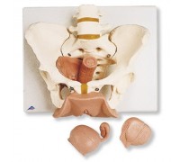 Модель таза зі статевими органами, 3 частини
