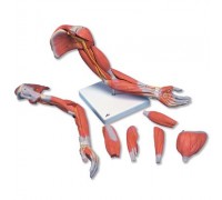 Модель руки з м'язів, 6 частин