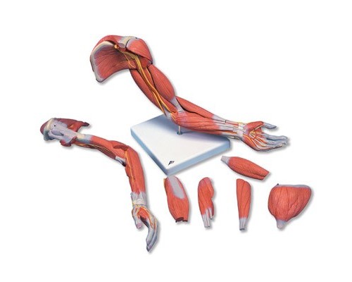 Модель руки з м'язів, 6 частин