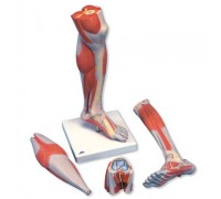Модель нижней части ноги с мышцами и коленным суставом, 3 части