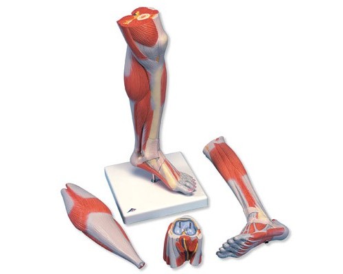 Модель нижньої частини ноги з м'язами і колінним суглобом, 3 частини