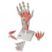 Модель кістяка руки зі зв'язками і м'язами