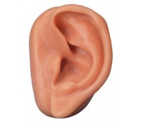 Модель вуха для акупунктури, ліве
