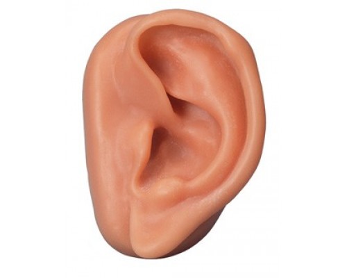 Модель вуха для акупунктури, ліве
