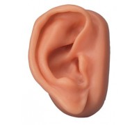 Модель вуха для акупунктури, праве