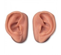 Модель вух для акупунктури, набір для 10 студентів