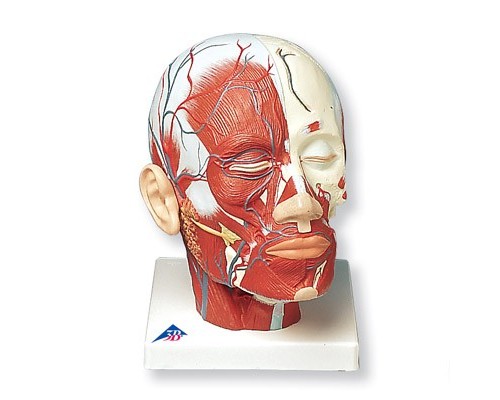 Модель мышц головы с кровеносными сосудами