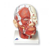 Модель м'язів голови з кровоносними судинами