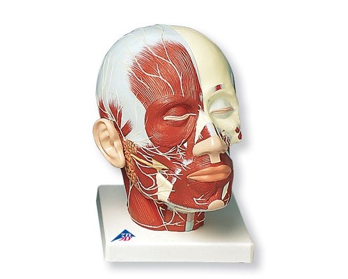 Модель мышцы головы с нервами