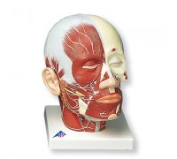Модель м'язи голови з нервами