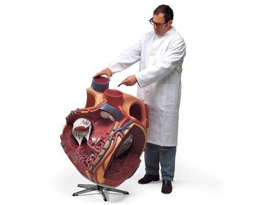 Модель гигантского сердца, 8-кратное увеличение