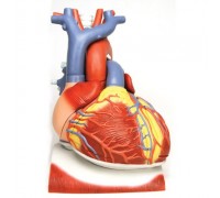 Модель сердца на диафрагме, 3-кратное увеличение, 10 частей