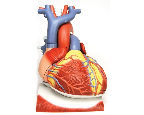 Модель серця на діафрагму, 3-кратне збільшення, 10 частин