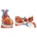 Модель серця на діафрагму, 3-кратне збільшення, 10 частин