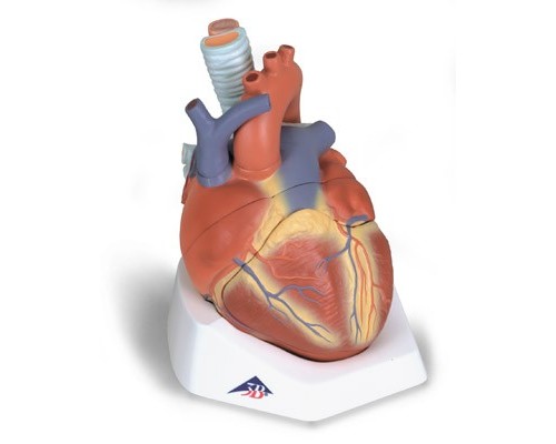 Модель серця, 7 частин
