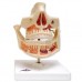 Модель молочних зубів