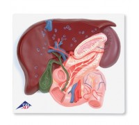 Модель печінки з жовчним міхуром, підшлунковою залозою і дванадцятипалої кишкою