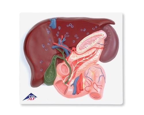 Модель печінки з жовчним міхуром, підшлунковою залозою і дванадцятипалої кишкою