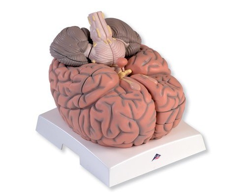 Модель гигантского мозга, 2.5-кратное увеличение, 14 частей
