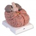 Модель гигантского мозга, 2.5-кратное увеличение, 14 частей