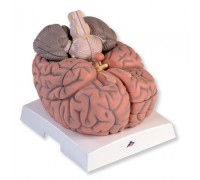 Модель гігантського мозку, 2.5-кратне збільшення, 14 частин