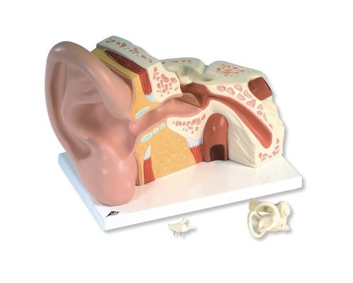 Модель гігантського вуха, 5-кратне збільшення, 3 частини